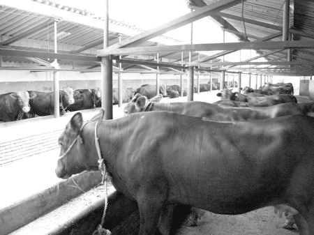 產業(yè)發(fā)展看平涼——“平涼紅牛”墻內開花墻外紅