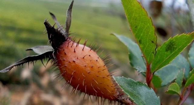 臨夏康樂大力扶持中藥材富民產業(yè)