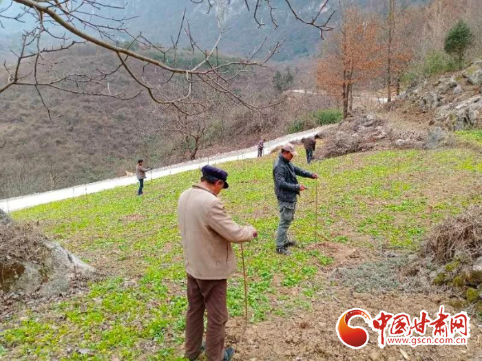 【甘肅全民戰(zhàn)“疫”】戰(zhàn)“疫”中，隴南稻坪的春天