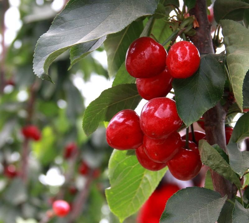 趕緊約起來！民勤紅旗谷櫻桃采摘園開園啦！