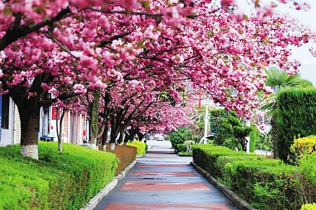 【印象隴原】去兩當(dāng)，與櫻花赴約