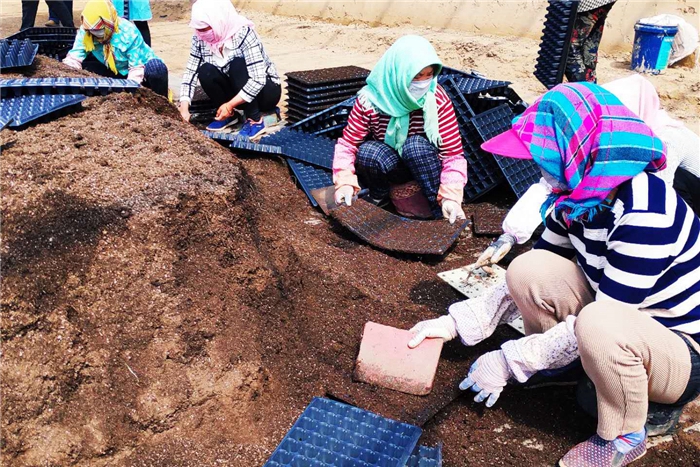 【甘肅省決戰(zhàn)決勝脫貧攻堅】永昌：高原夏菜多一季 農民增收多一份