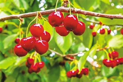 五一游甘肅丨紅了！景泰沙漠櫻桃等你來摘