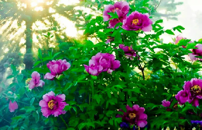 【“甘味”故事】“百花王”駕到！國色傾城正當(dāng)時