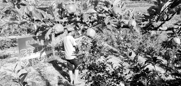 “于堡村果園”開(kāi)張記——認(rèn)購(gòu)“一棵樹(shù)”，結(jié)出“致富果”