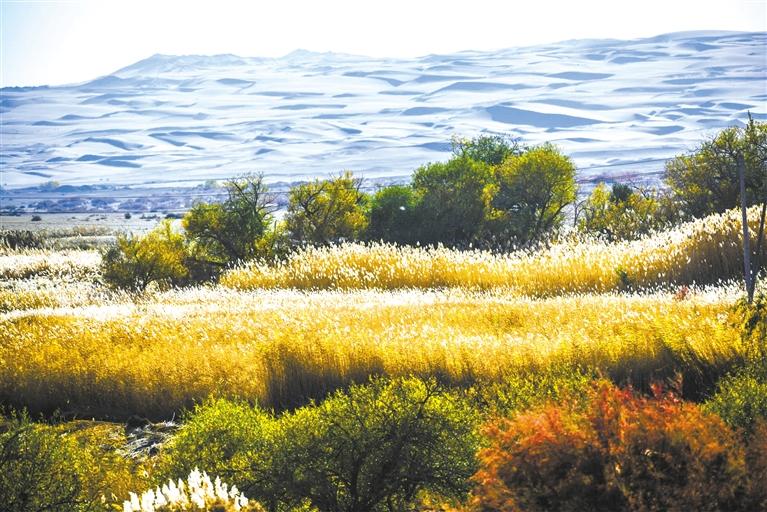 寫(xiě)給隴原大地的秋日情書(shū)