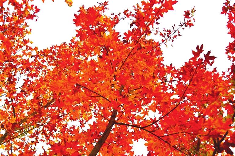 出彩啦！蘭州高校秋景驚艷來襲，快到秋日調(diào)色盤里pick你的母校