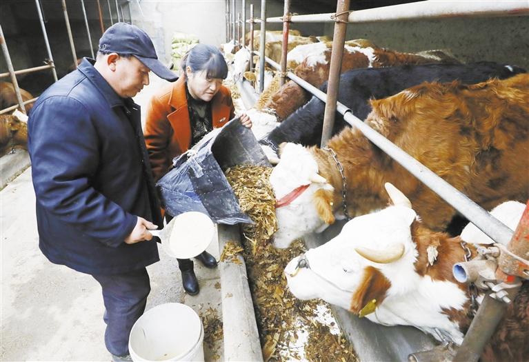 我和我的家鄉(xiāng)丨定西臨洮縣黨家墩村：“?！碑a(chǎn)業(yè)帶來“牛”日子