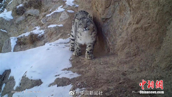 精靈漫步！甘肅阿克塞祁連山深處現(xiàn)雪豹身影