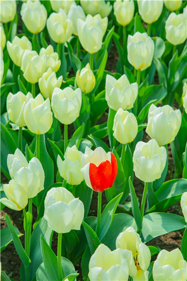 花叢中，別具一格。羅云希 攝