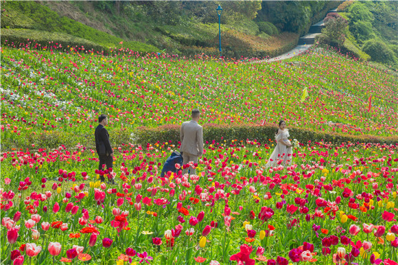 花海間，拍上一組美美的婚紗照。羅云希 攝