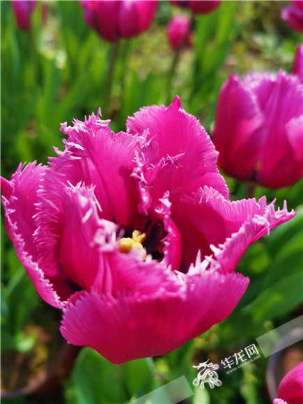 特色郁金香品種，花邊呈鋸齒狀。華龍網(wǎng)—新重慶客戶端記者 舒婷 攝