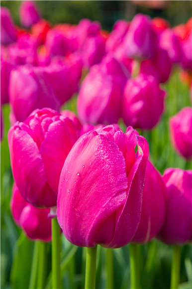 郁金香嬌艷欲滴。羅云希 攝