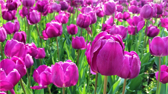 紫色郁金香。華龍網(wǎng)—新重慶客戶端袁舒含 攝