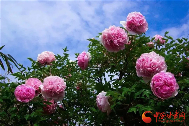 【五一游甘肅】暢游“臨洮縣紫斑牡丹文化旅游節(jié)”，這份攻略請收下！