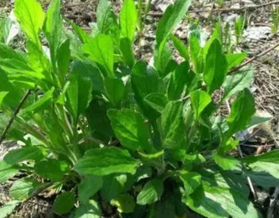 注意！路邊的野菜可不能亂采