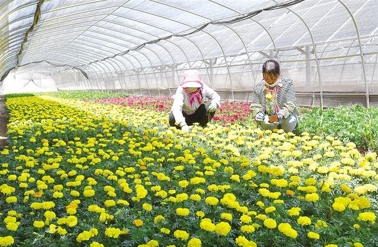 臨夏東鄉(xiāng)縣利用“企業(yè)+農(nóng)戶”合作模式推進“農(nóng)光互補”項目建設