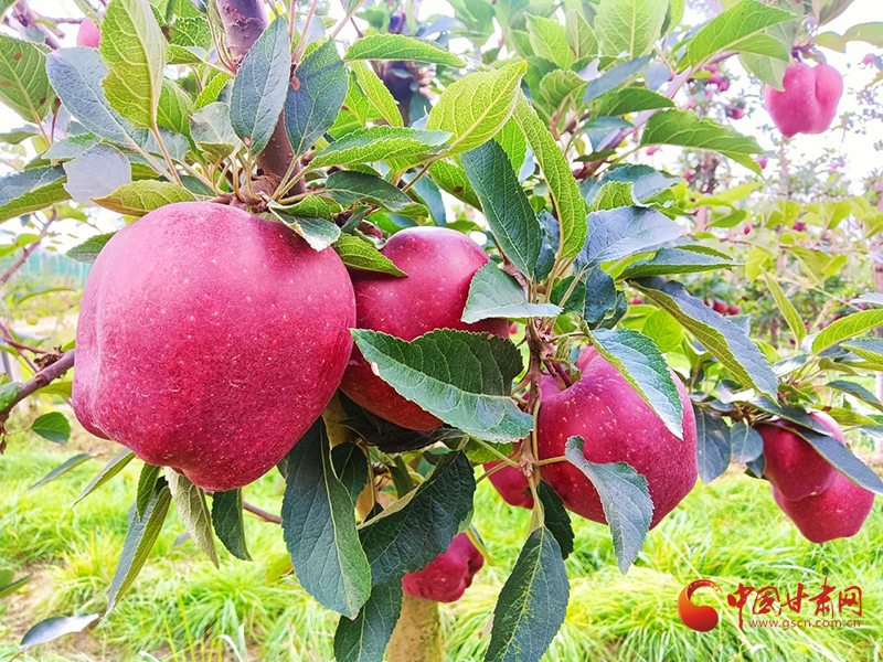 【小康圓夢·看甘肅】西和何壩鎮(zhèn)：蘋果產業(yè)鼓足群眾“錢袋子”