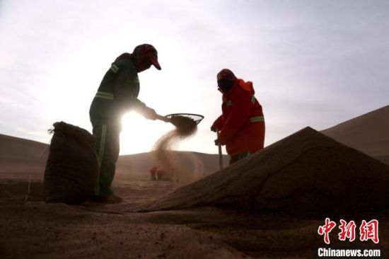 圖為“駱駝保姆”用土方法清理駝糞?！垥粤?攝