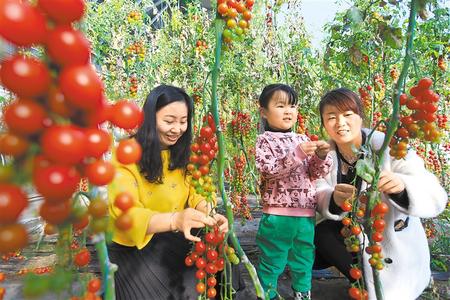 酒泉市肅州區(qū)東洞戈壁產業(yè)園里的圣女果、人參果陸續(xù)成熟上市