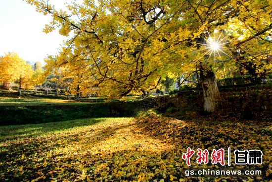 隴南徽縣銀杏樹(shù)最美的時(shí)候，當(dāng)屬每年的10月至11月。圖為樹(shù)葉已染黃的銀杏樹(shù)。張承榮 攝