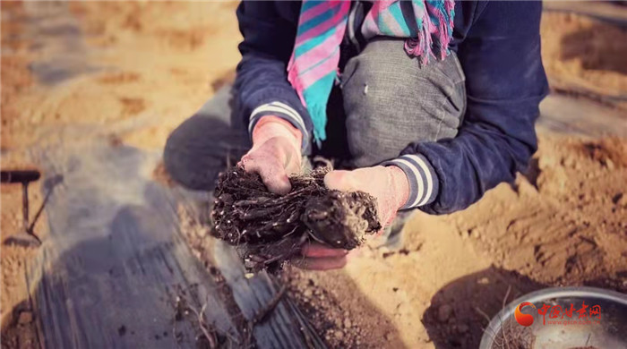 【隴拍客】好消息！榆中縣馬坡鄉(xiāng)在高海拔的馬銜山山麓種植1500畝當(dāng)歸