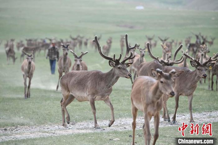 圖為肅南縣馬鹿養(yǎng)殖場內(nèi)的鹿群?！钇G敏 攝