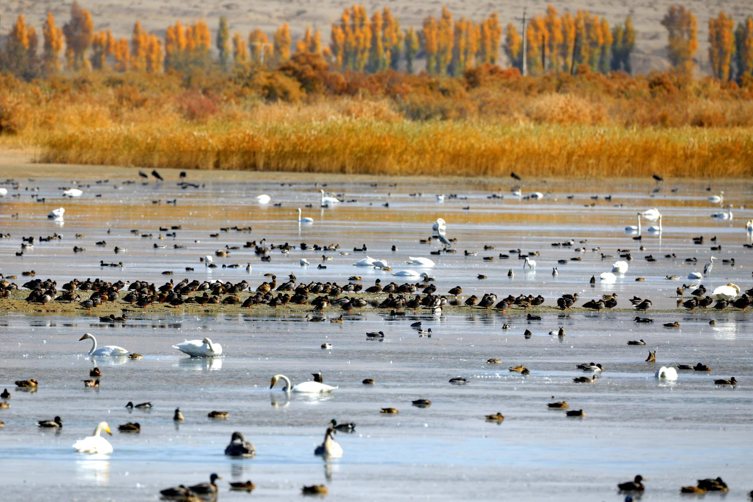 天鵝飛抵高臺縣黑河濕地嬉戲覓食、棲息越冬。尹昭霞攝