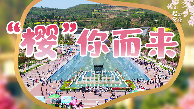 海報|春色爛漫，一組海報“云賞”櫻花盛開