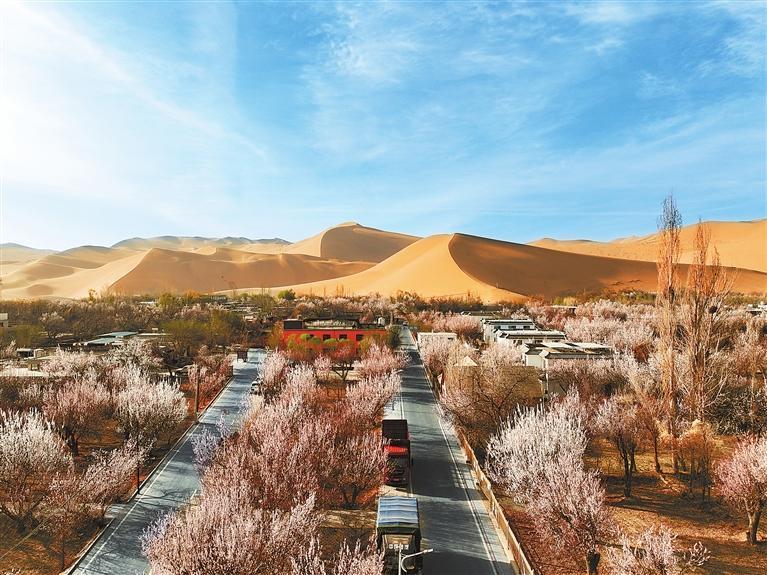 近日，敦煌鳴沙山下的李廣杏杏花陸續(xù)開放，美如畫卷。新甘肅·甘肅日?qǐng)?bào)通訊員　張曉亮