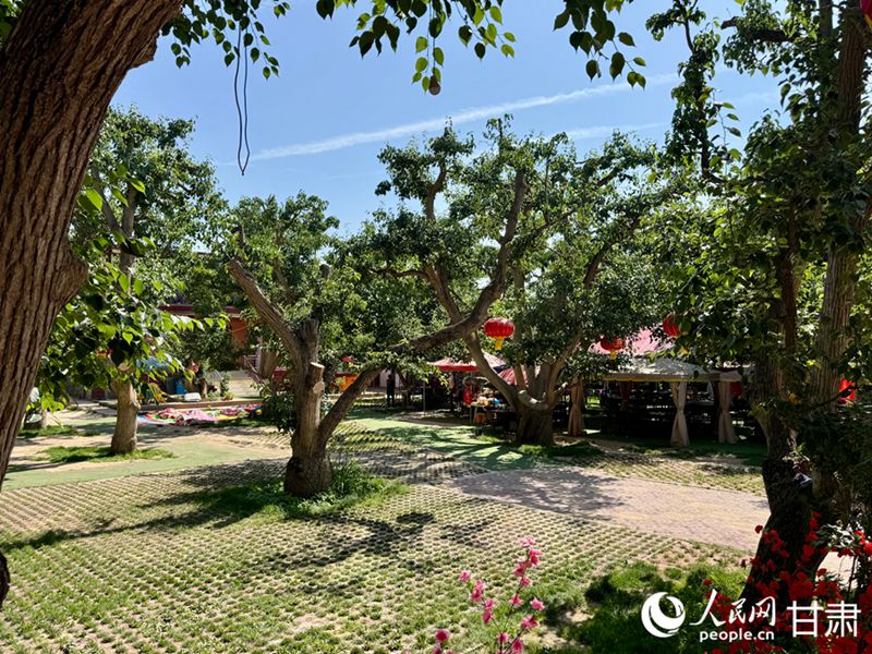 什川古梨園。人民網(wǎng)記者 焦隆攝