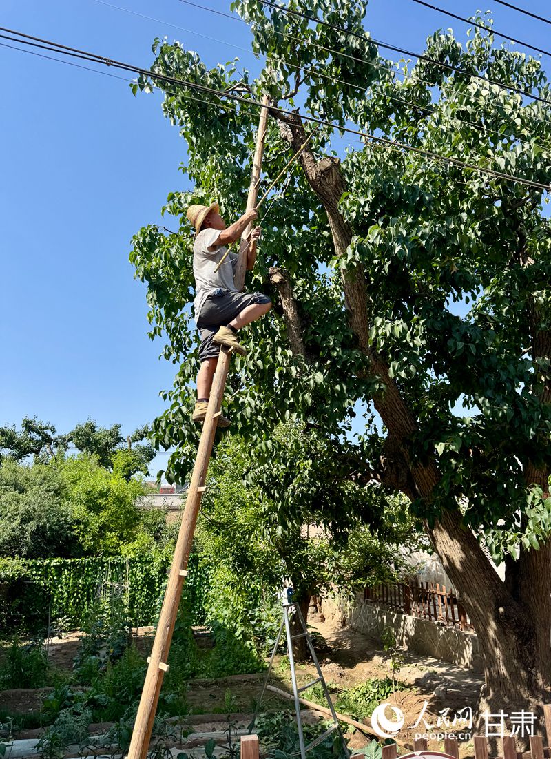什川古梨園果農(nóng)魏至玉正踩著蜈蚣梯修剪自家的百年梨樹。人民網(wǎng)記者 焦隆攝