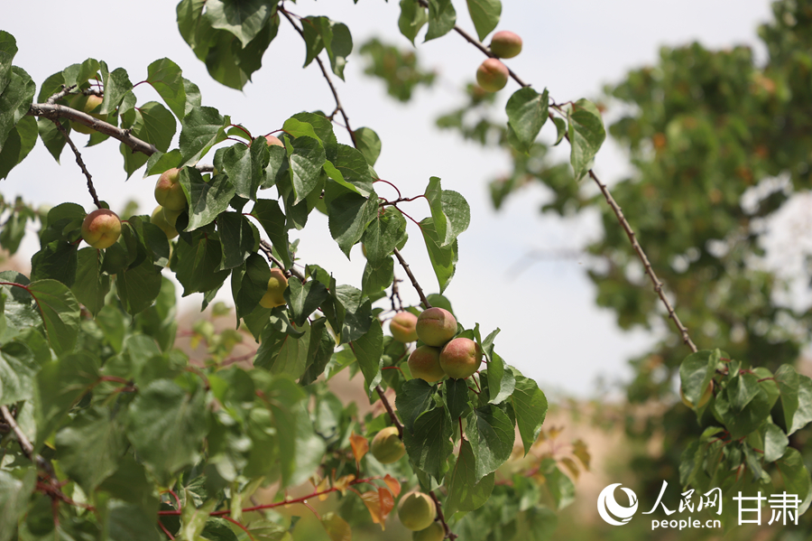 蘭溝村百畝杏林的杏子即將成熟。人民網(wǎng)記者 焦隆攝