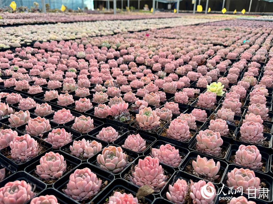 蘭州鑫源現(xiàn)代農(nóng)業(yè)休閑觀光旅游景區(qū)多肉大棚。人民網(wǎng)記者 焦隆攝