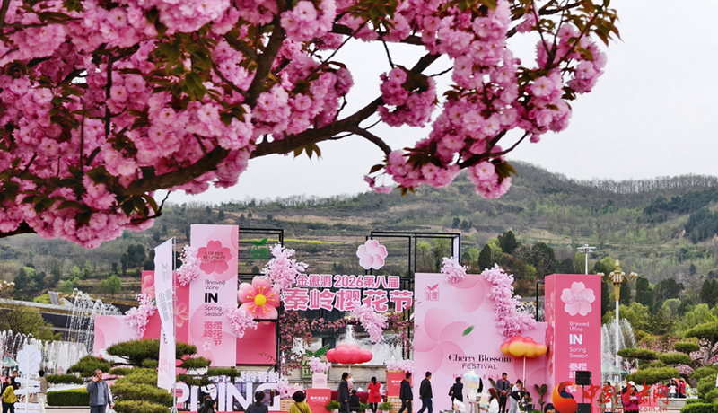 圖集｜“櫻”你而美，共赴金徽春日之約