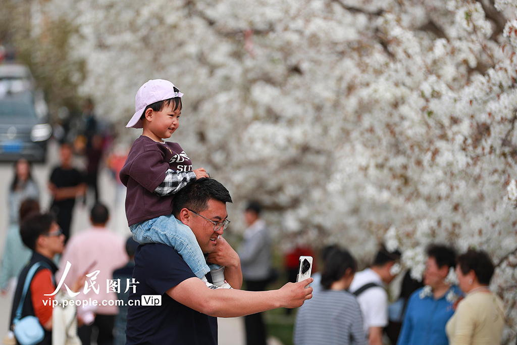 甘肅皋蘭:萬畝梨花綻放 農(nóng)旅興旺促振興