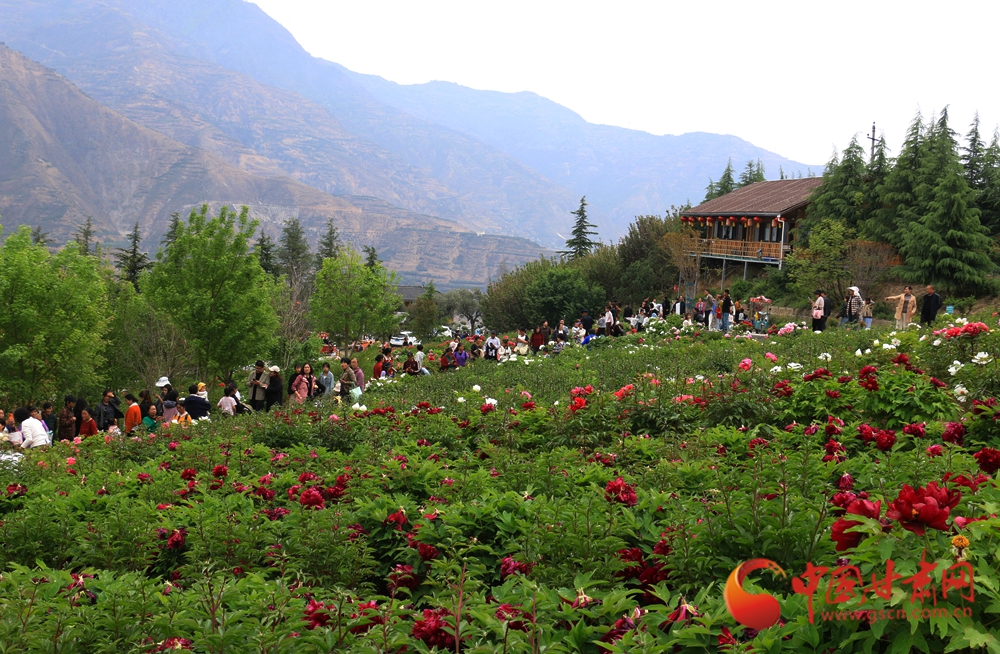 春動(dòng)隴原丨武都：牡丹吐艷 一園花景待君來