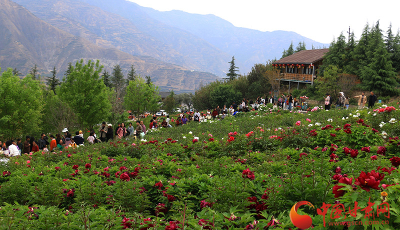 春動隴原丨武都：牡丹吐艷 一園花景待君來